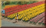 Busch 9782 60 Tulpen - Bild